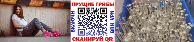 Галлюциногенные грибы MAGIC MUSHROOMS Советская Гавань
